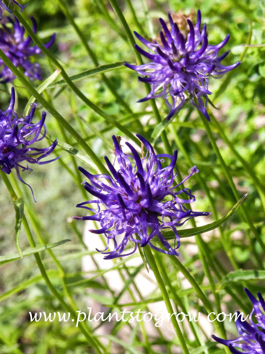 Horned Rampion (Phyteuma scheuchzeri)
The unusual spiky flowers.